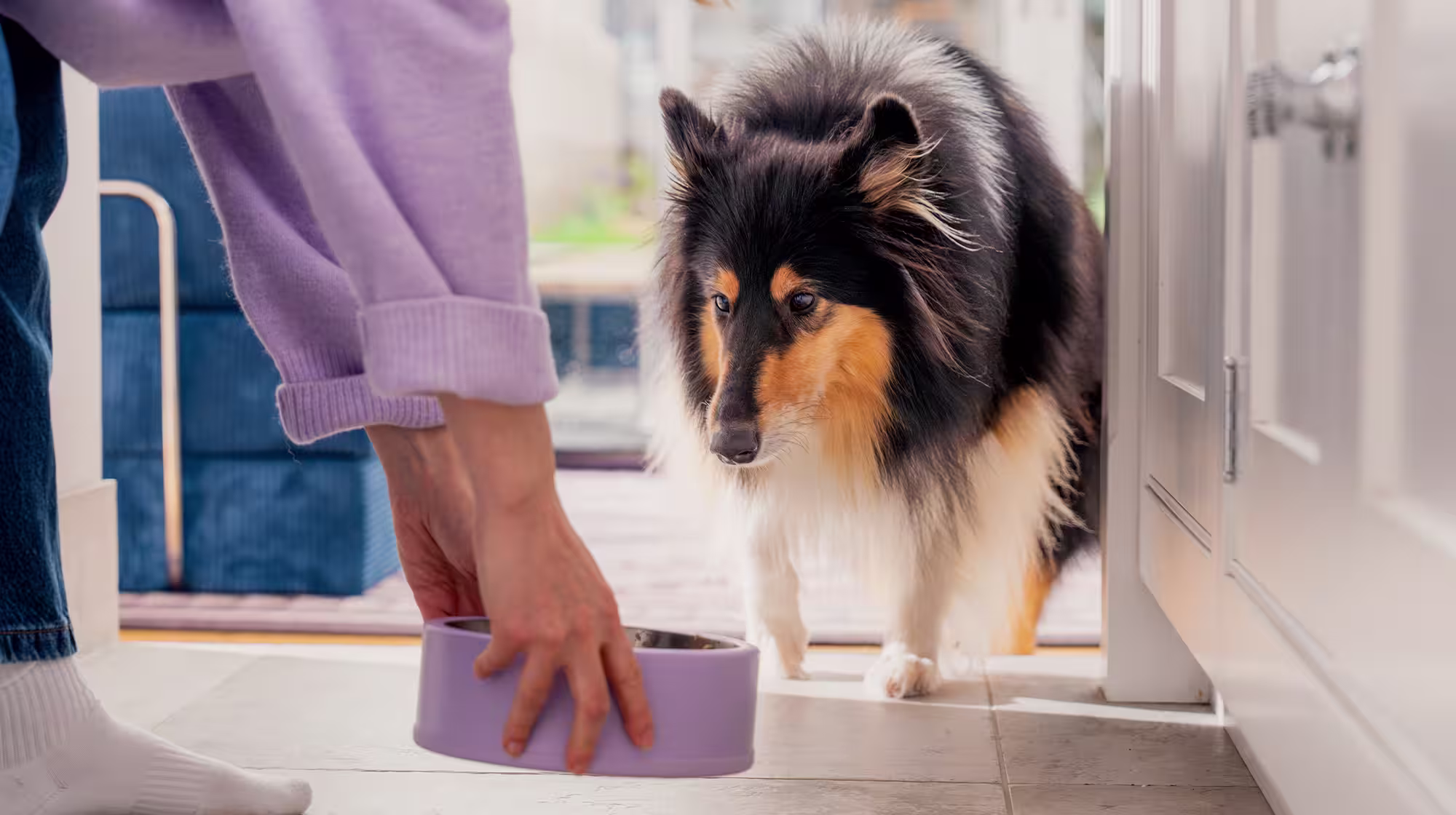 A fluffy dog coming towards a purple dog food bowl, being placed on the floor by their owner.