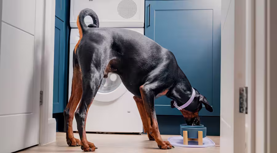 A Doberman is eating their food out of two blue bowls on the floor, with his rear end towards us.