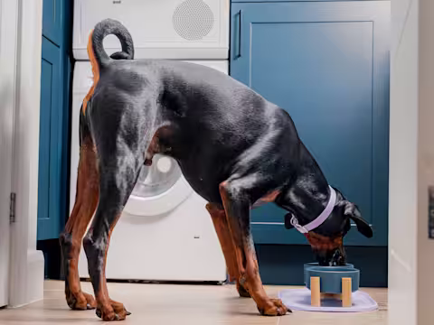A Doberman is eating their food out of two blue bowls on the floor, with his rear end towards us.