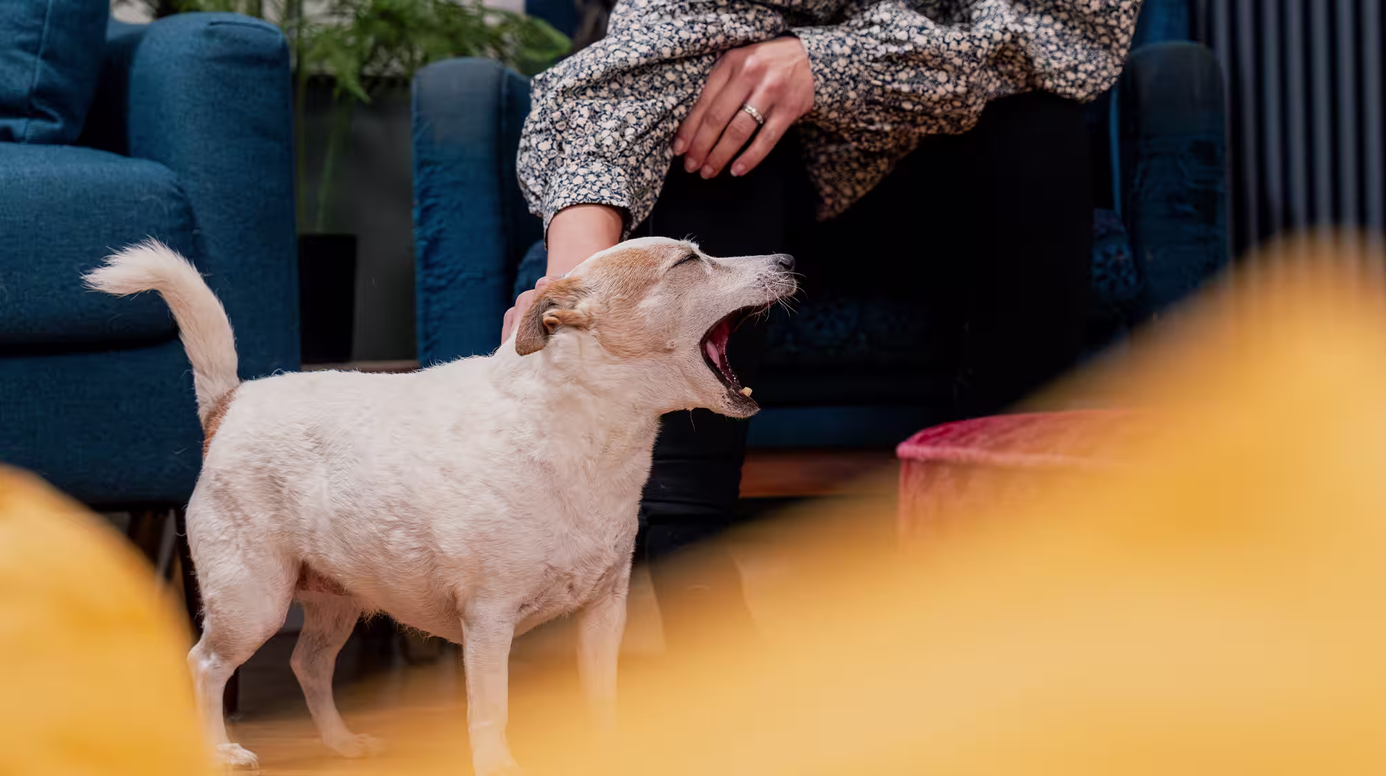 A small dog mid yawn whilst being stroked by their owner.