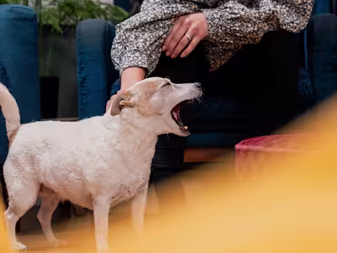 A small dog mid yawn whilst being stroked by their owner.