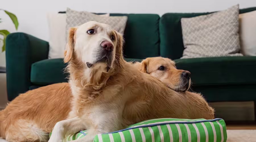 Two Golden Retrievers lie together on a green stripey bed.