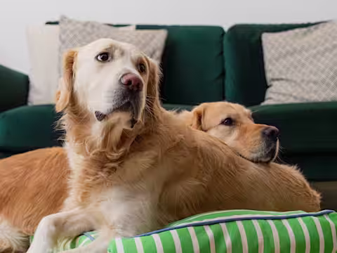 Two Golden Retrievers lie together on a green stripey bed.
