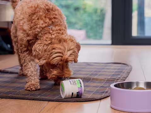 A Cockapoo sniffs a tub of Pooch & Mutt's Dental Powder next to a purple dog food bowl.
