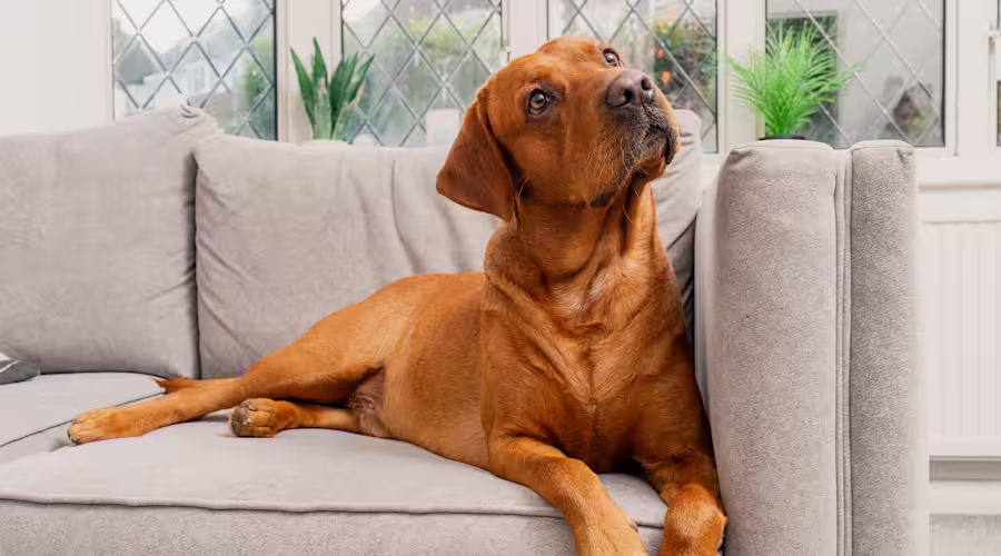 An auburn dog sits on a sofa, looking off into the distance.