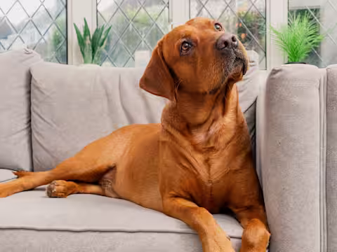 An auburn dog sits on a sofa, looking off into the distance.